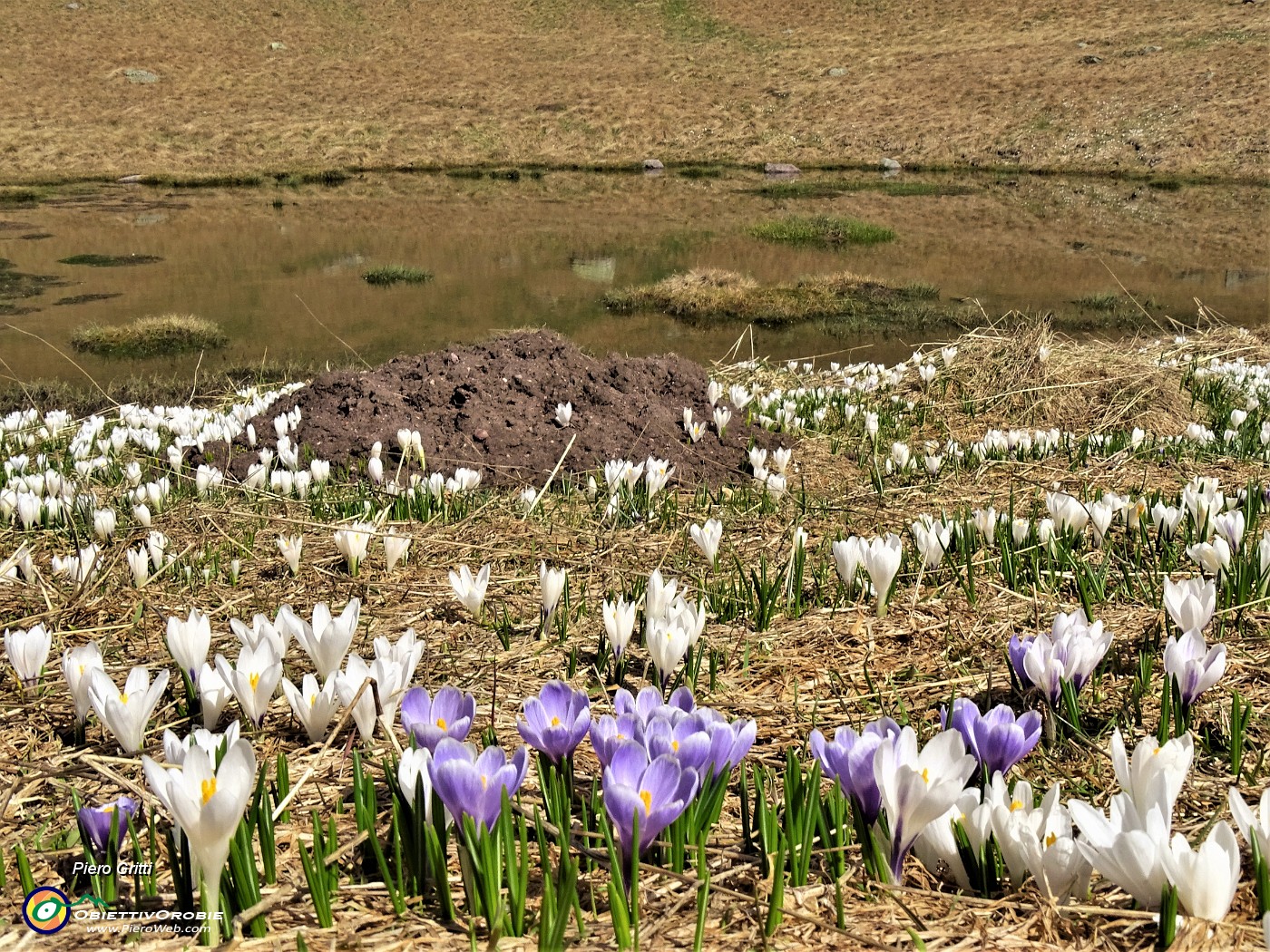 33 Al Monte Campo Crocus vernus bianchi e violetti con pozza.JPG